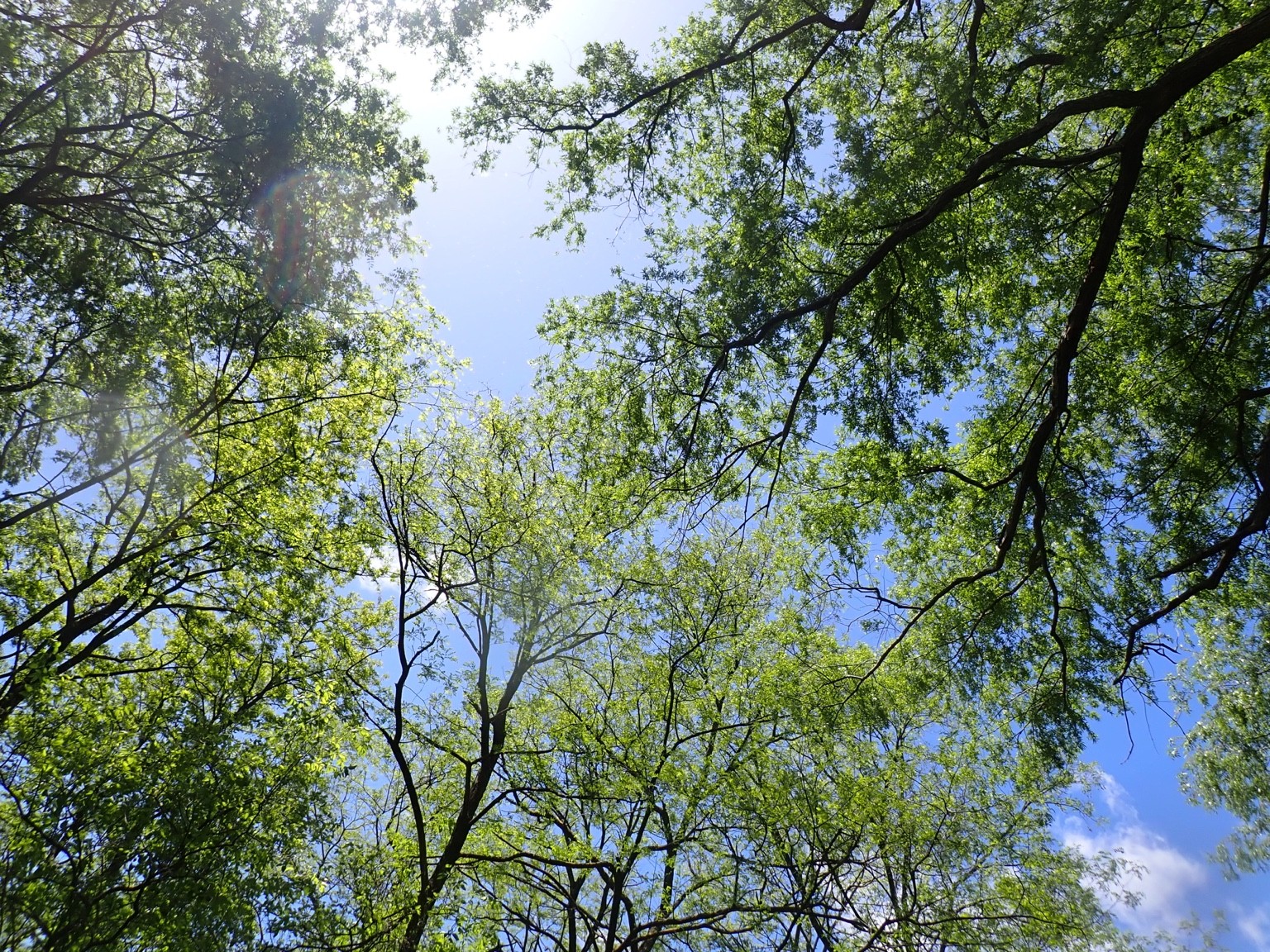 静かな森の中で見上げた新緑の空